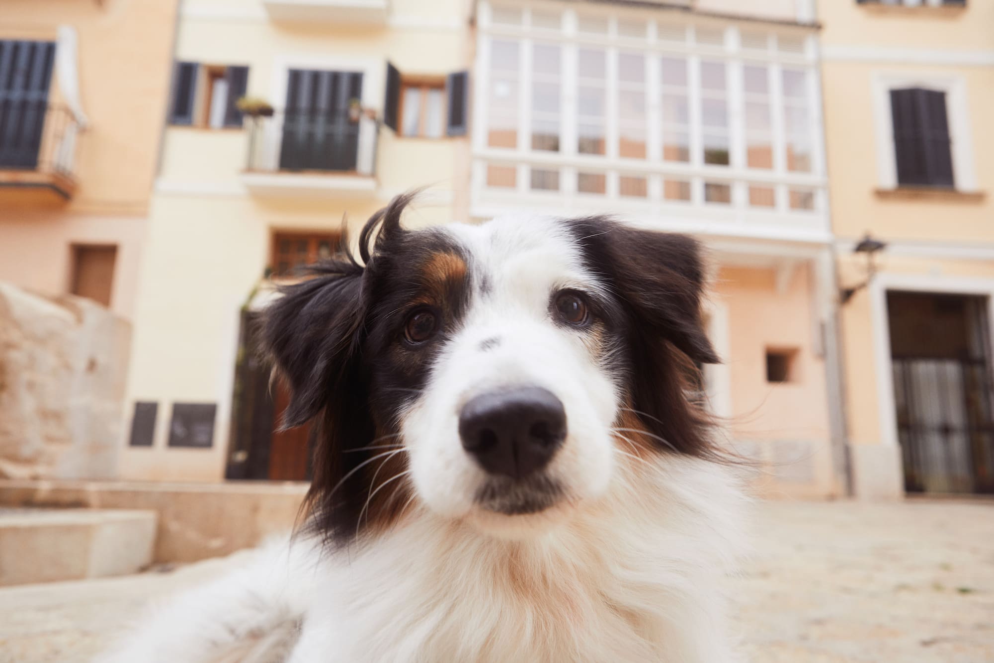 a dog looking at the camera