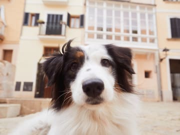 a dog looking at the camera