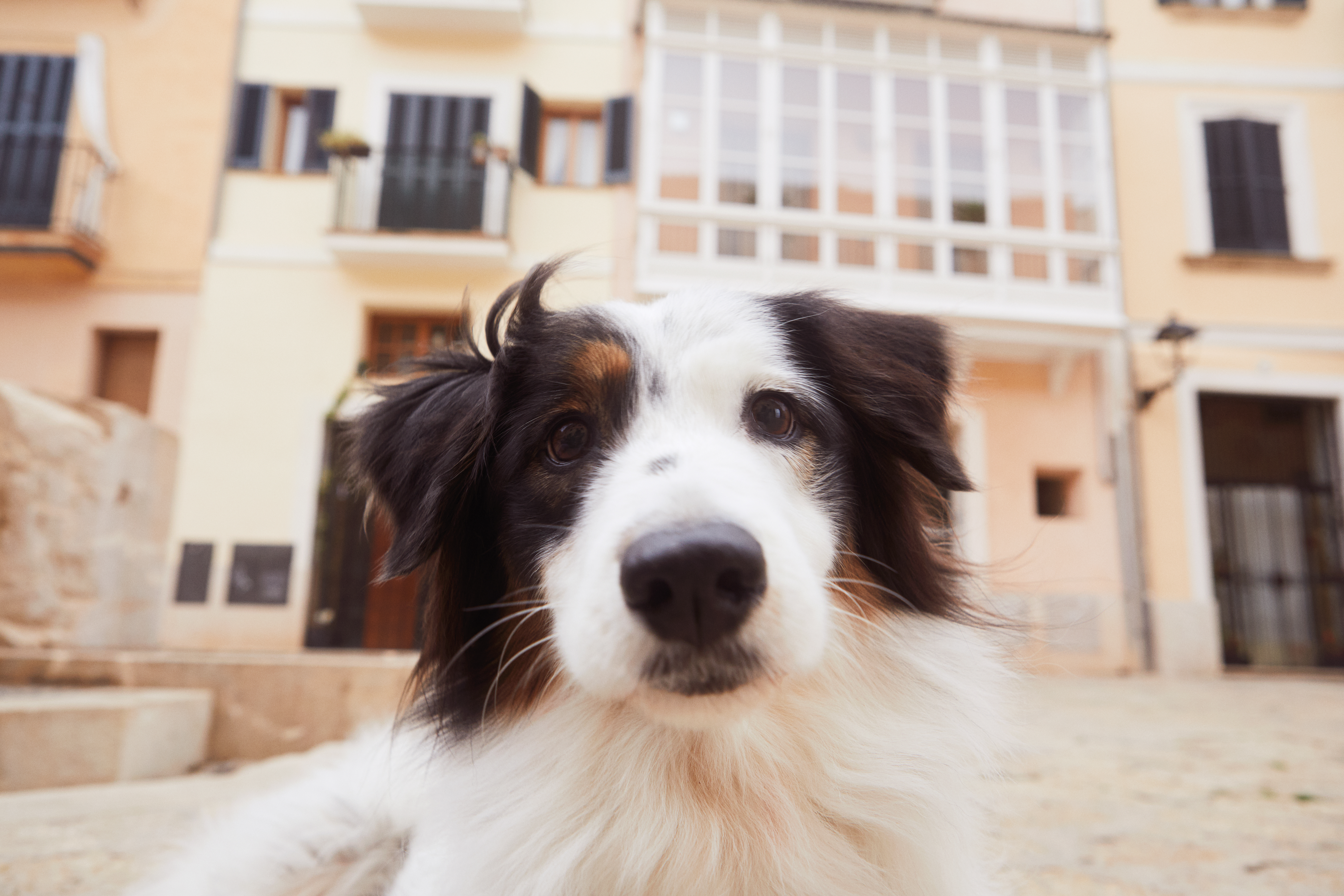 Tri-color dog (white, black, brown) close-up, with blurry urban background.