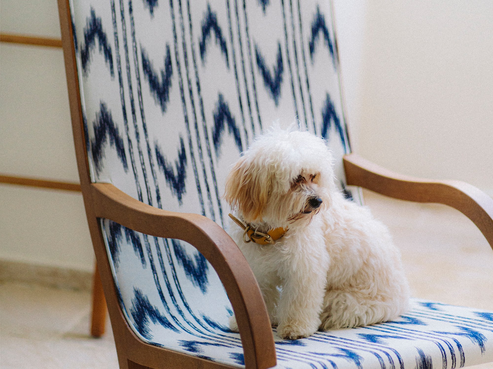 a dog sitting on a chair