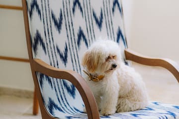 a dog sitting on a chair