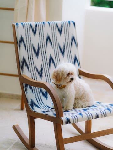 a dog sitting on a chair