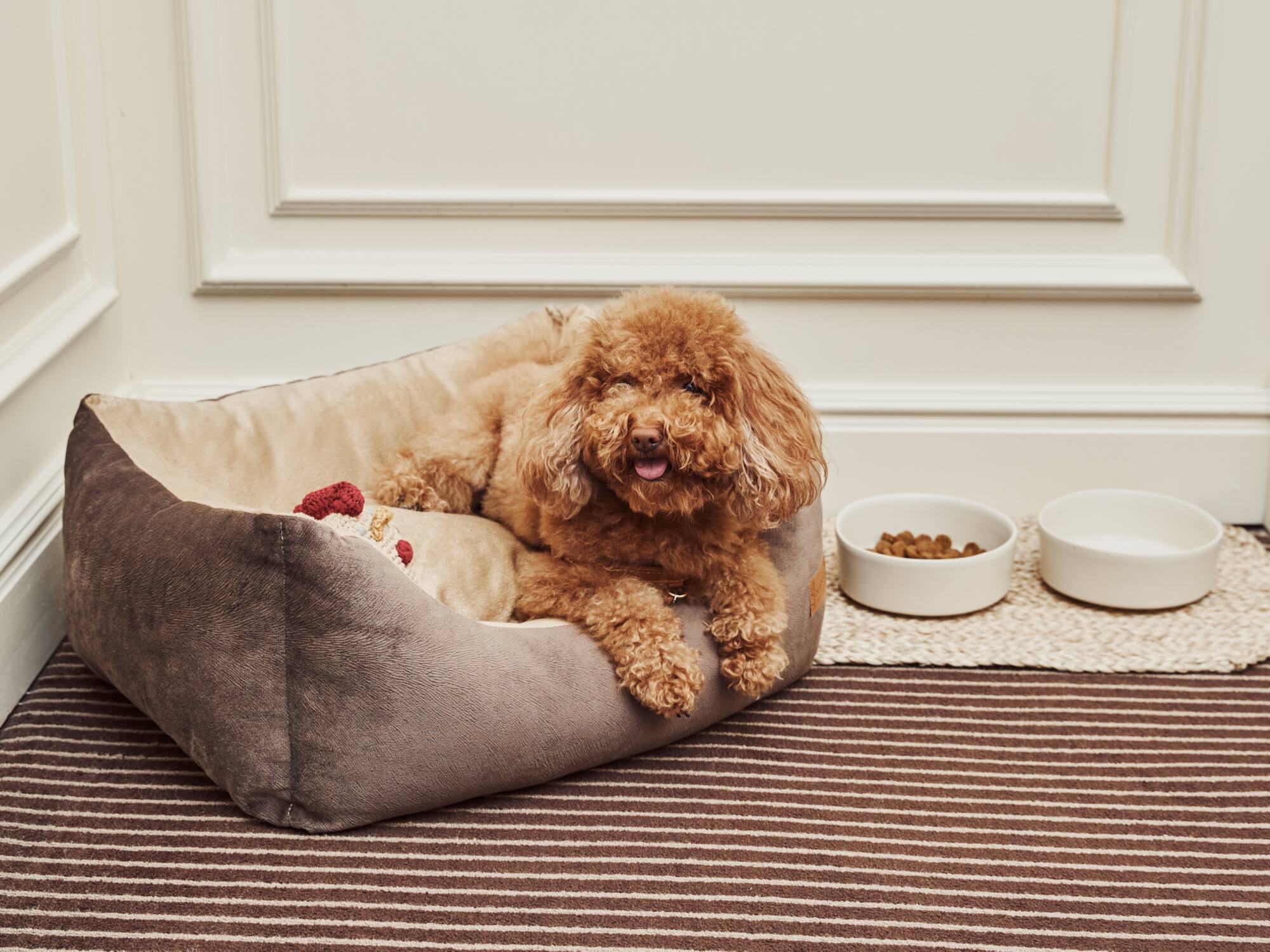 a dog lying in a dog bed