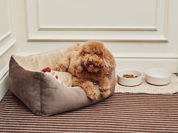 a dog lying in a dog bed