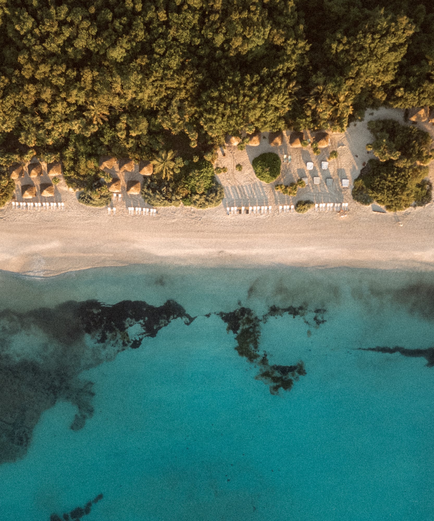 an aerial view of a beach with trees and water