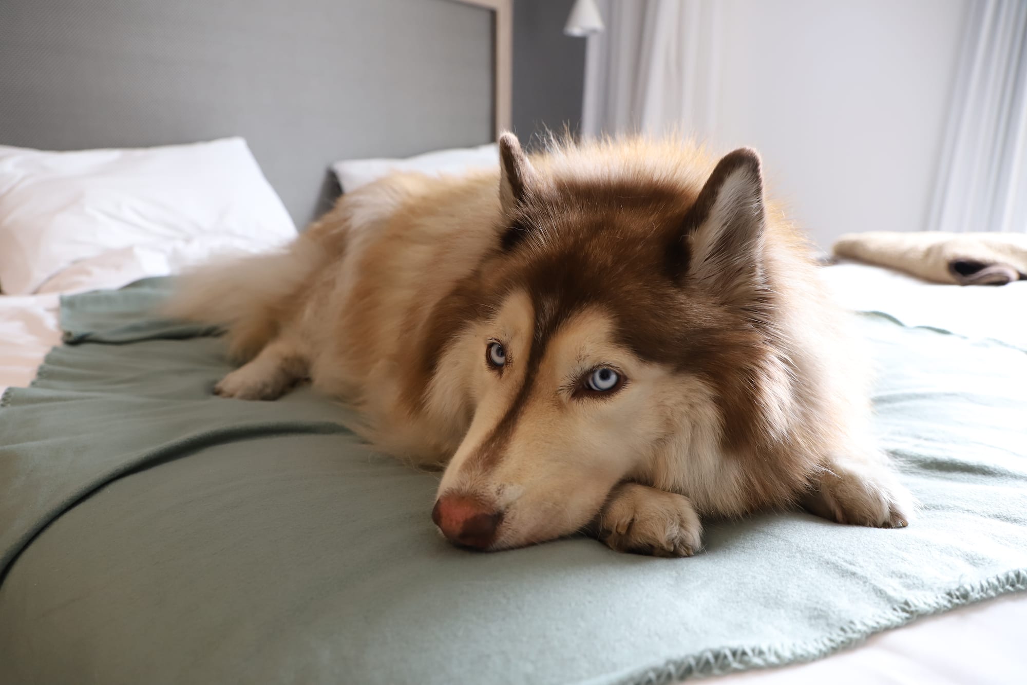 a dog lying on a bed