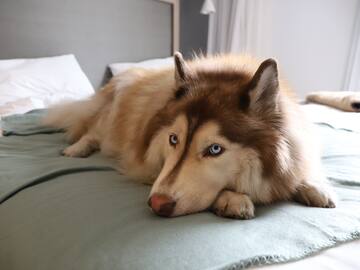 a dog lying on a bed