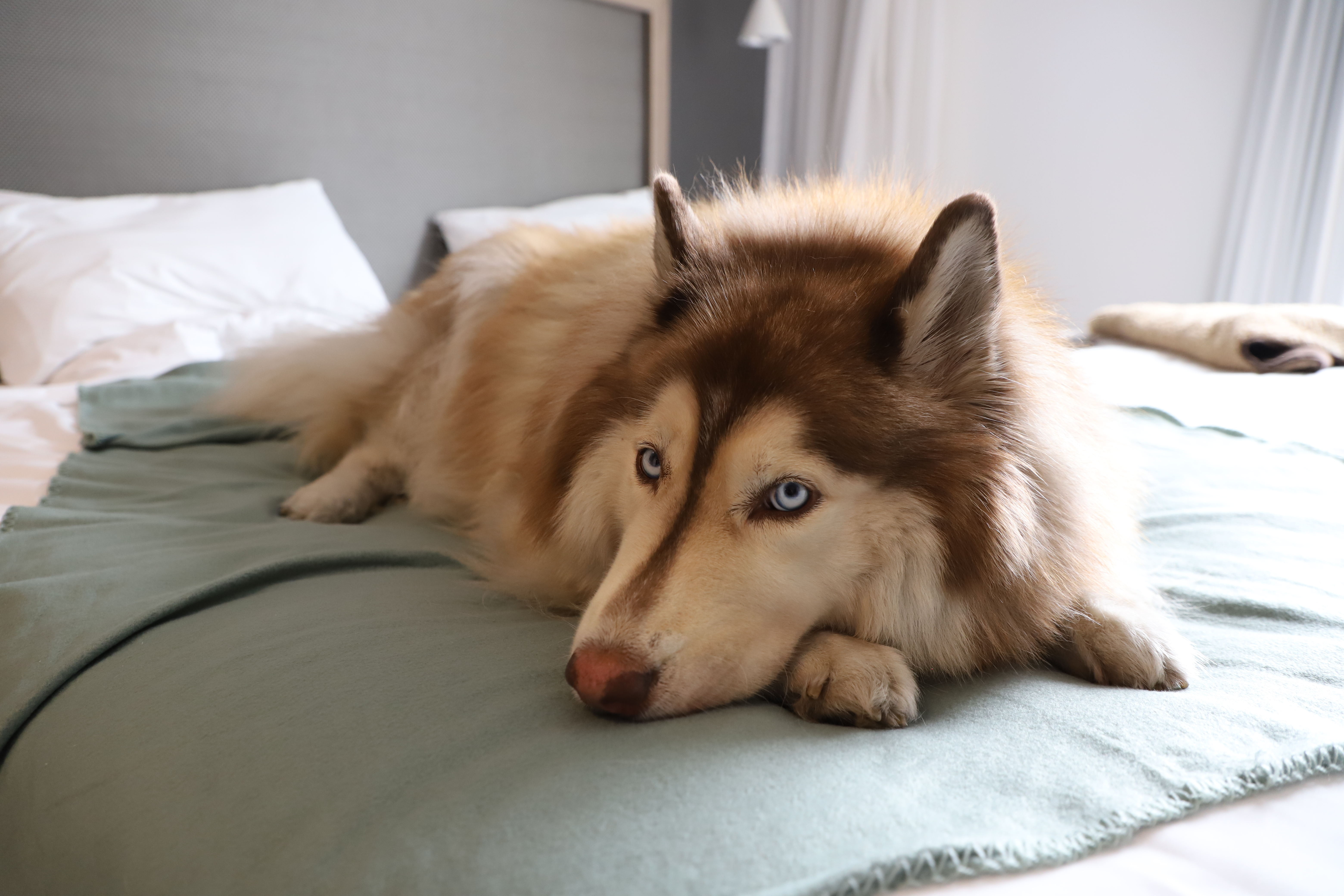 Brown and white husky dog with blue eyes lying on a green blanket in bed.