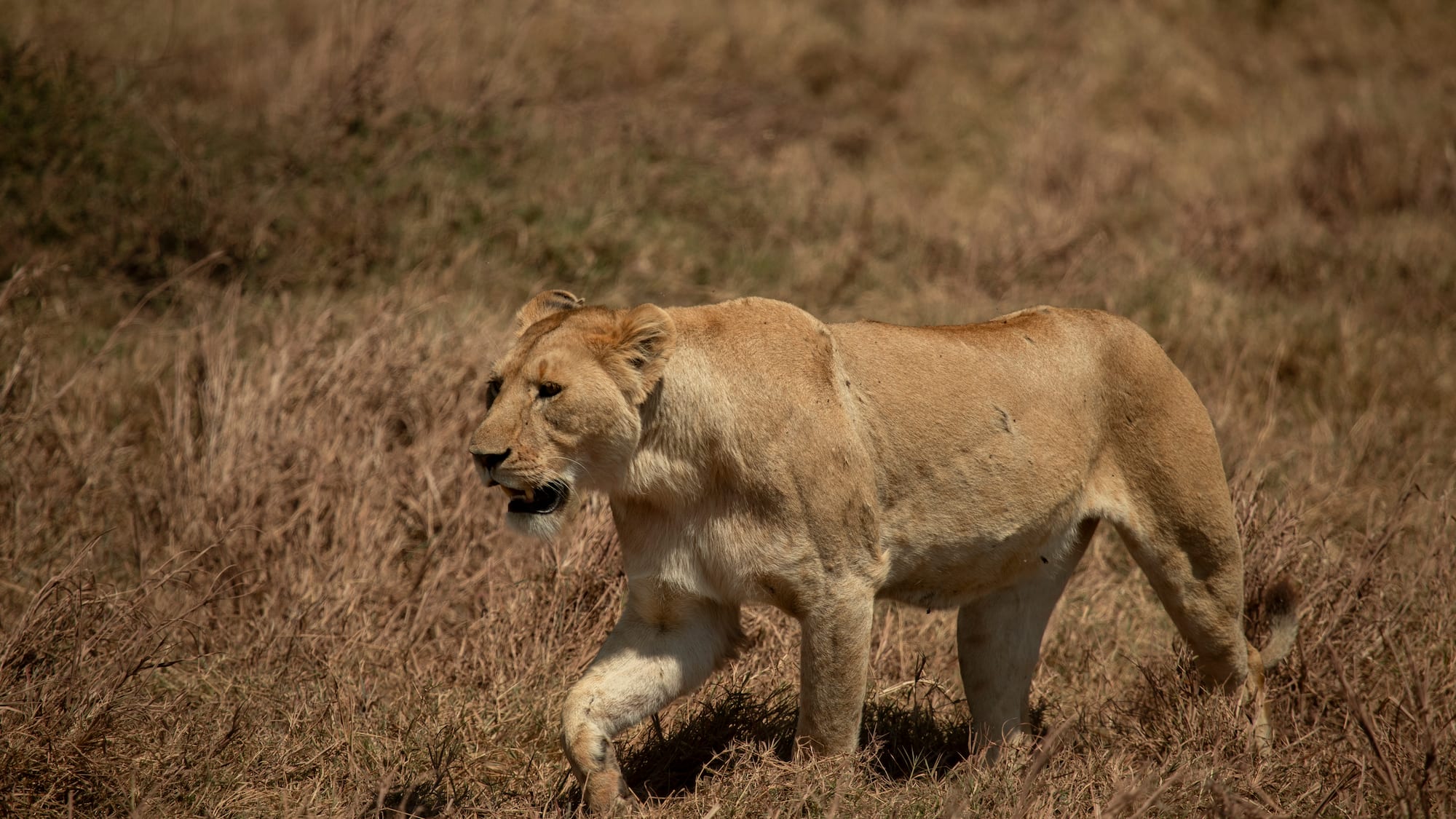 a lion walking in a field