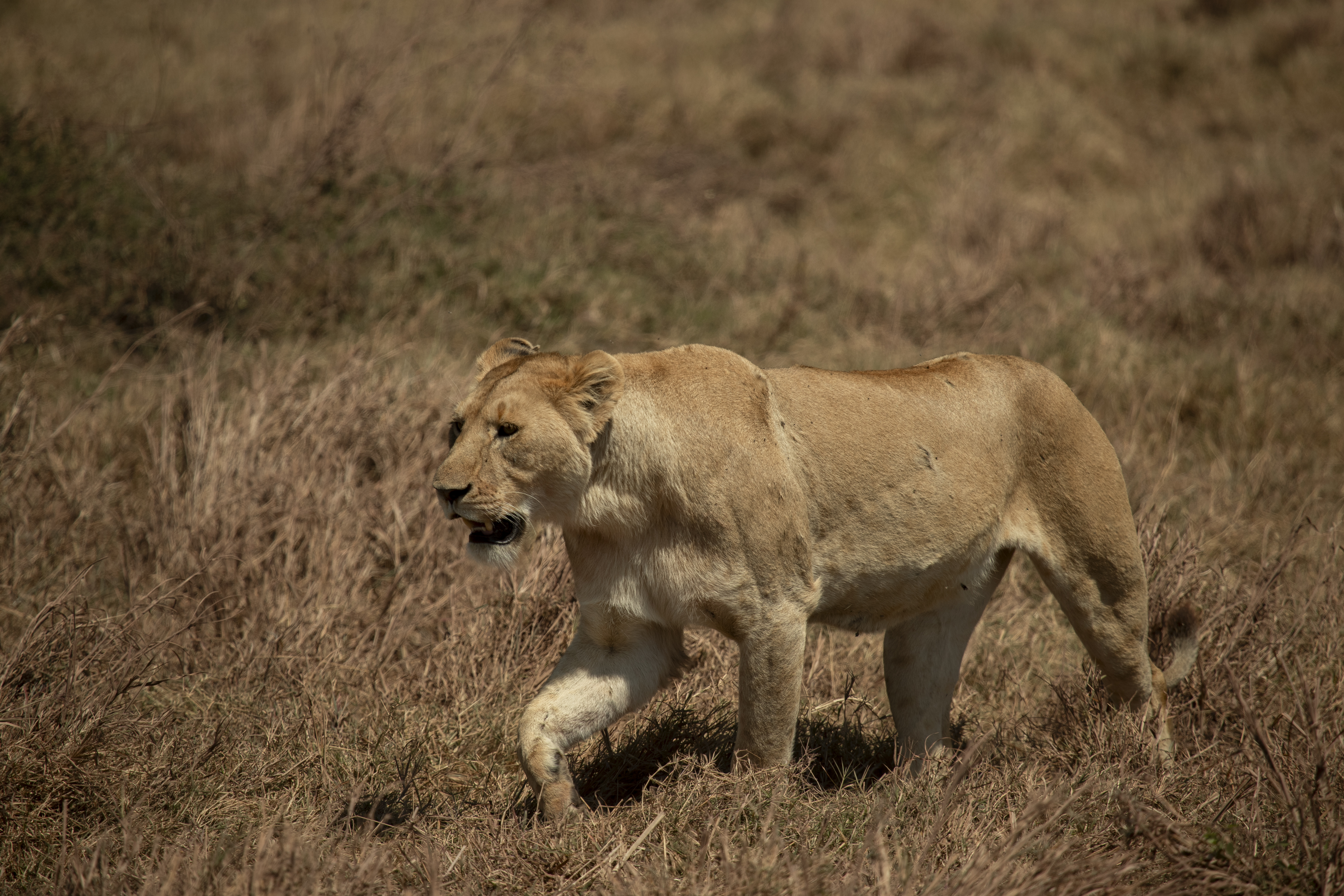 a lion walking in a field