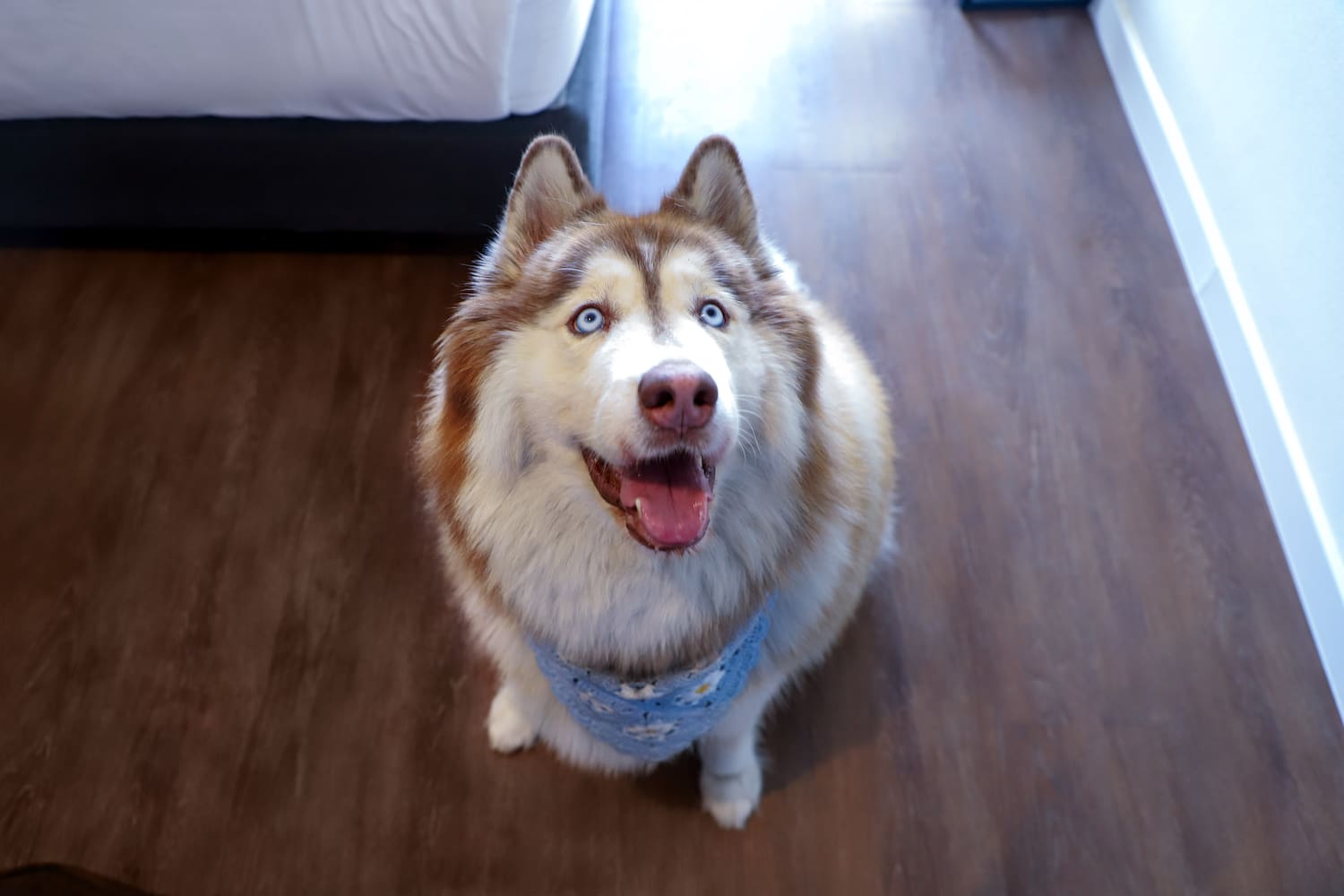 a dog sitting on the floor