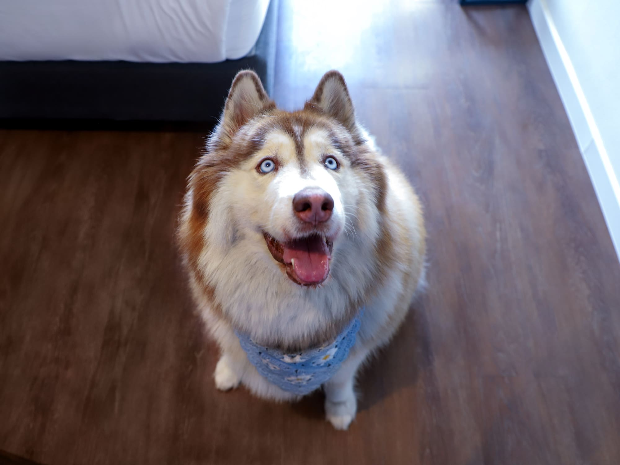 Happy red and white Husky dog with bright blue eyes, wearing blue bandana.