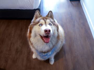 a dog sitting on the floor