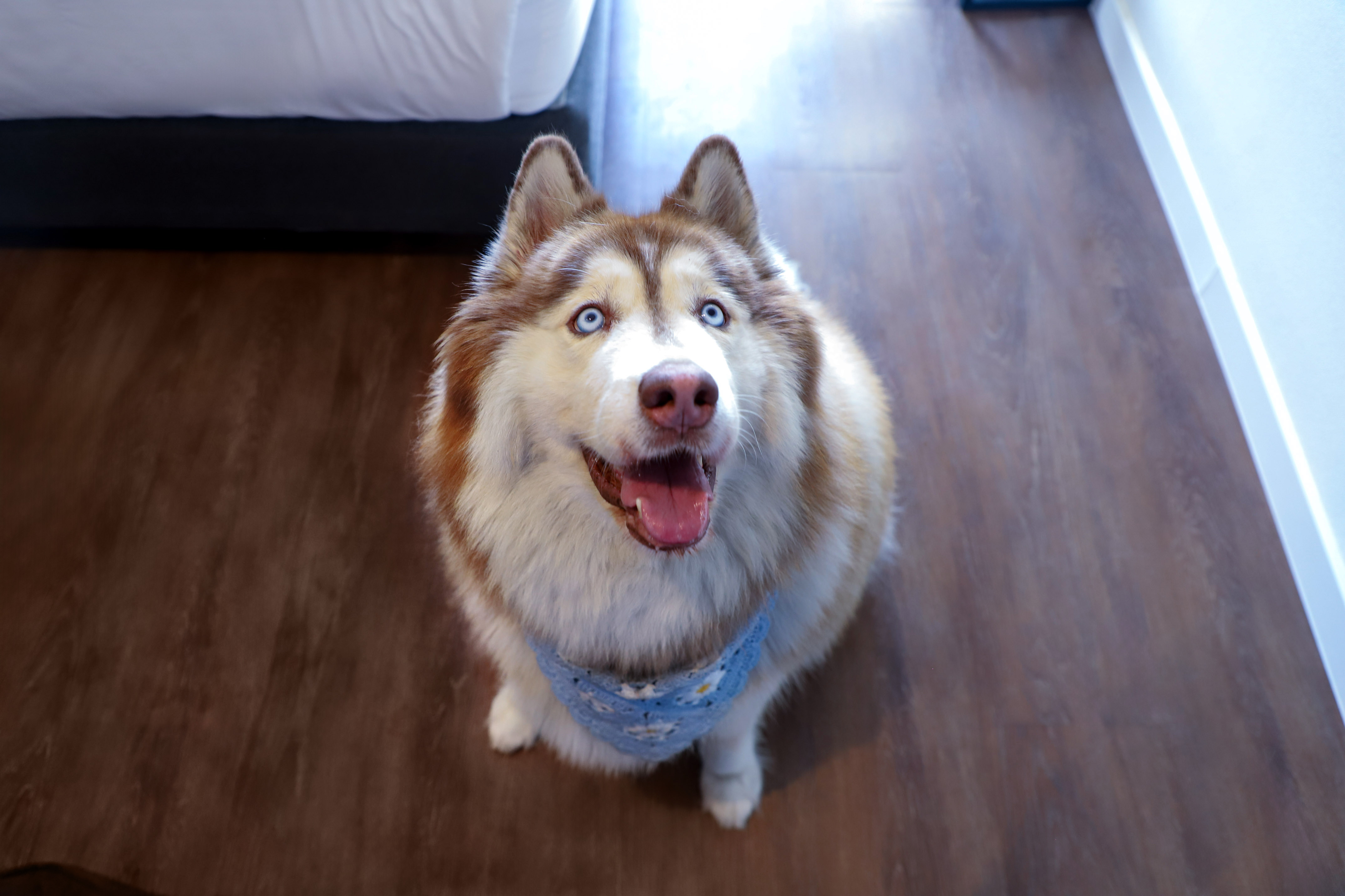 Happy red and white Husky dog with bright blue eyes, wearing blue bandana.
