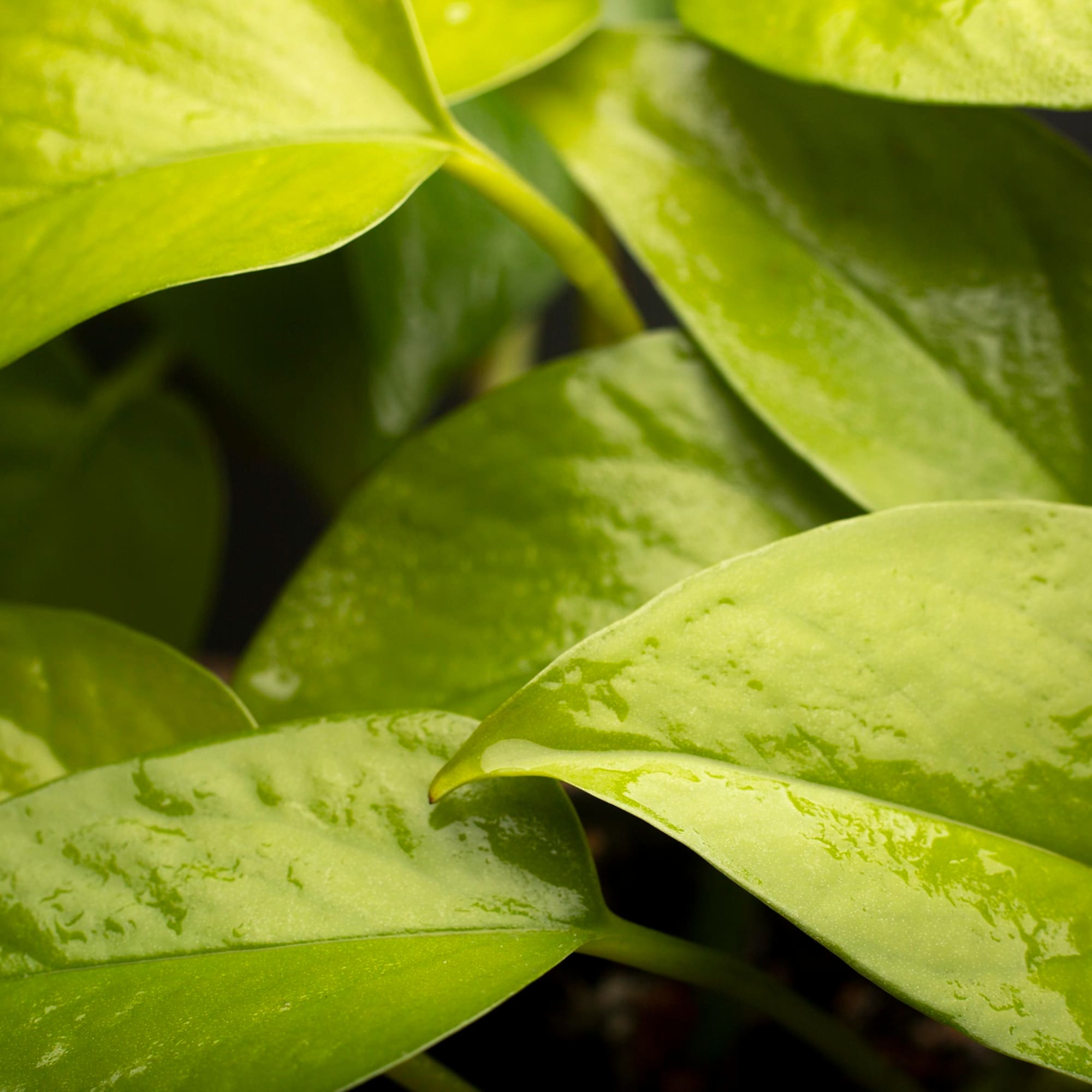 Bright green Pothos leaves with water droplets, vibrant houseplant.