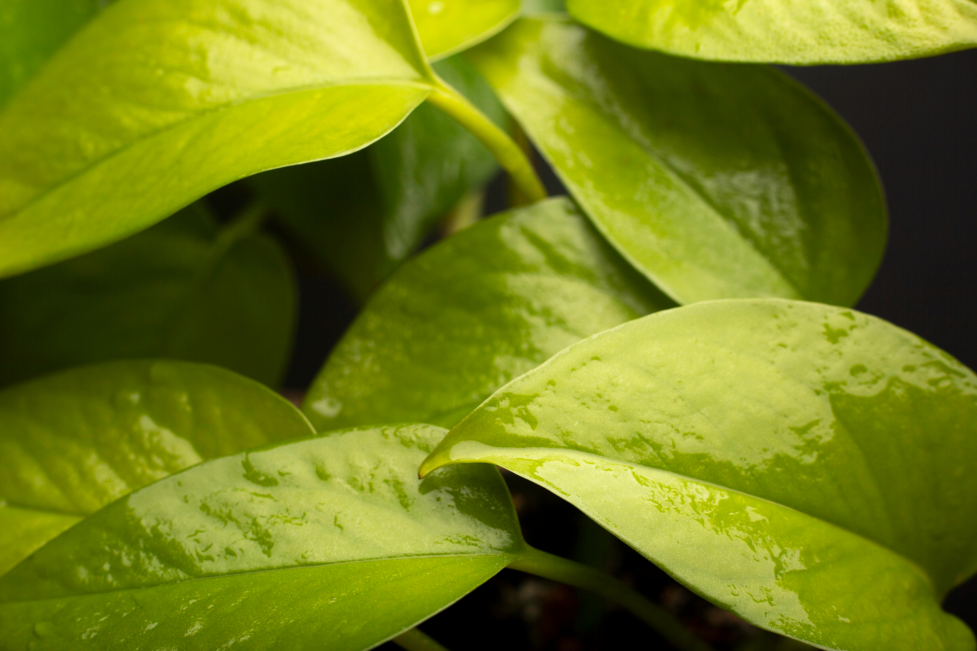 Bright green Pothos leaves with water droplets, vibrant houseplant.