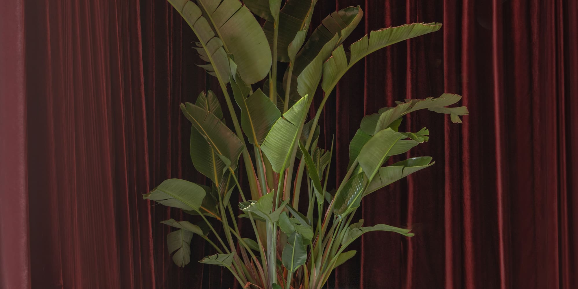 a plant next to a chair