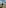Maasai warrior with spear walks through African savanna landscape.