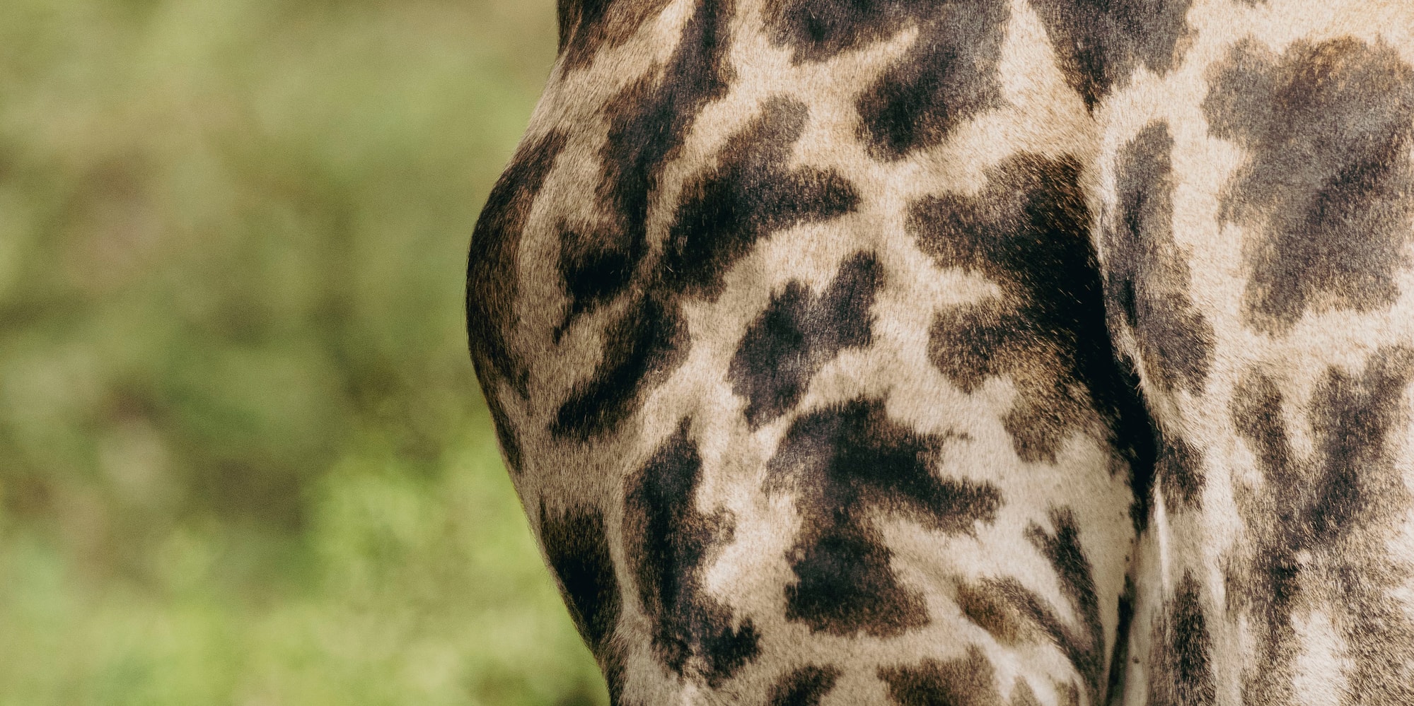 a close up of a giraffe