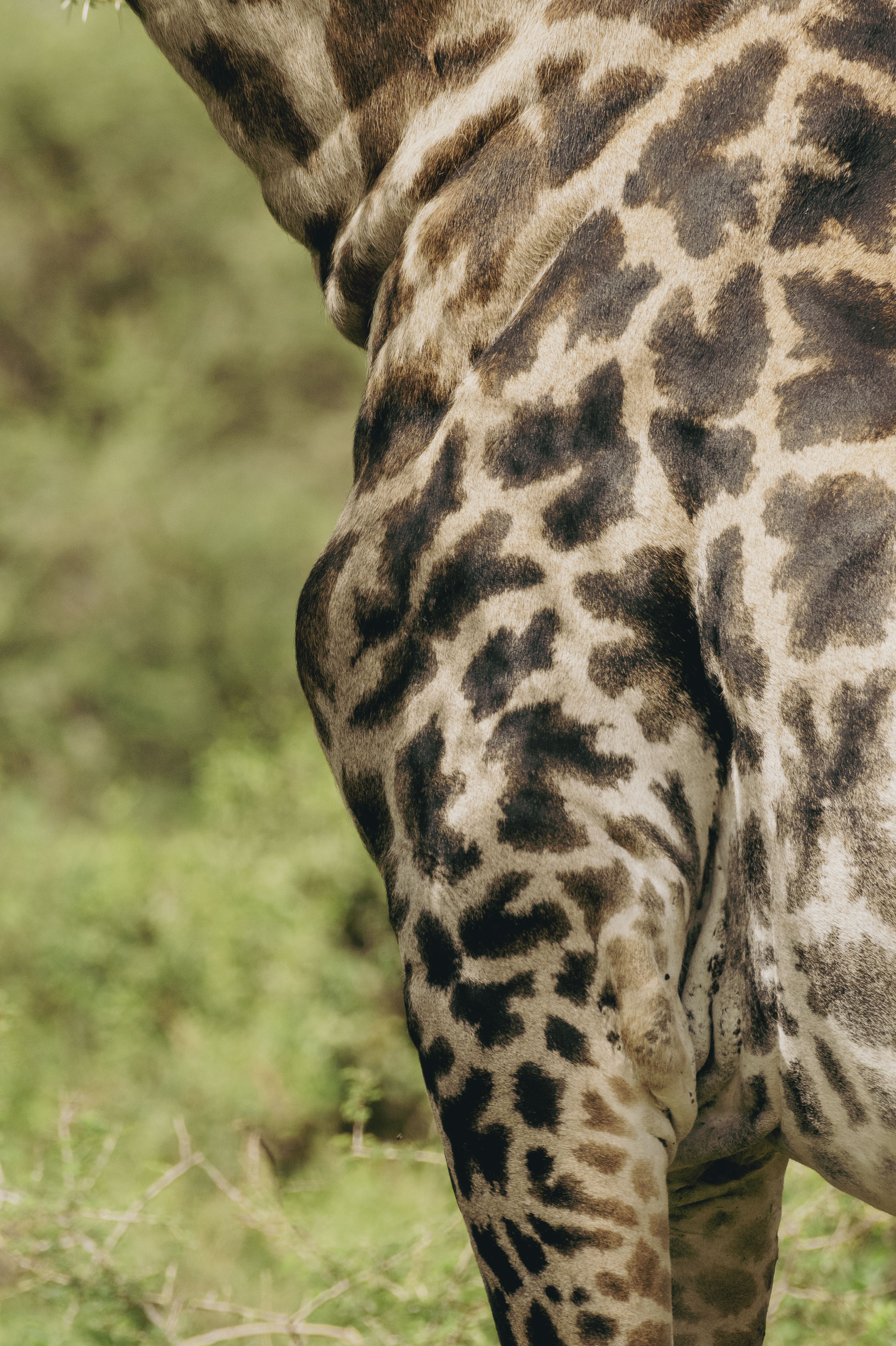 Close-up of giraffe's brown and tan spotted coat pattern. Wildlife.