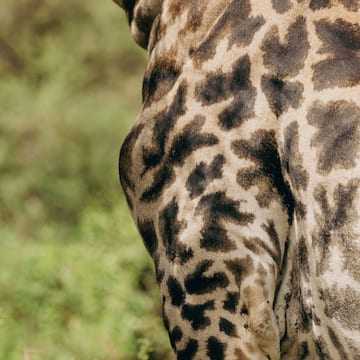 a close up of a giraffe