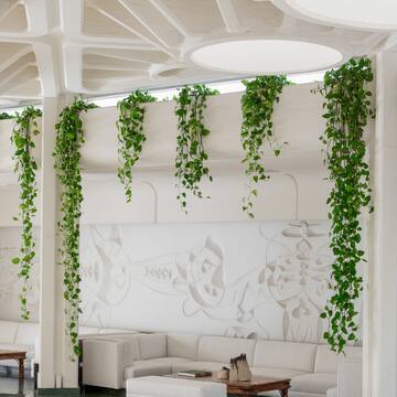 a white room with white couches and green plants