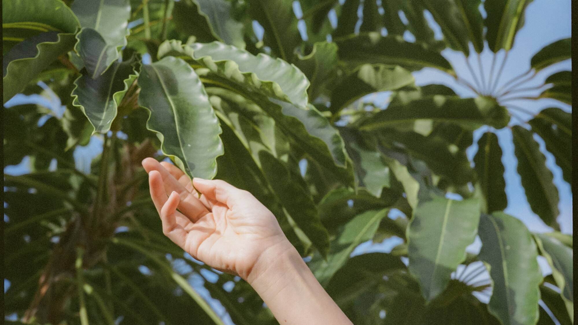 a hand reaching for a leaf