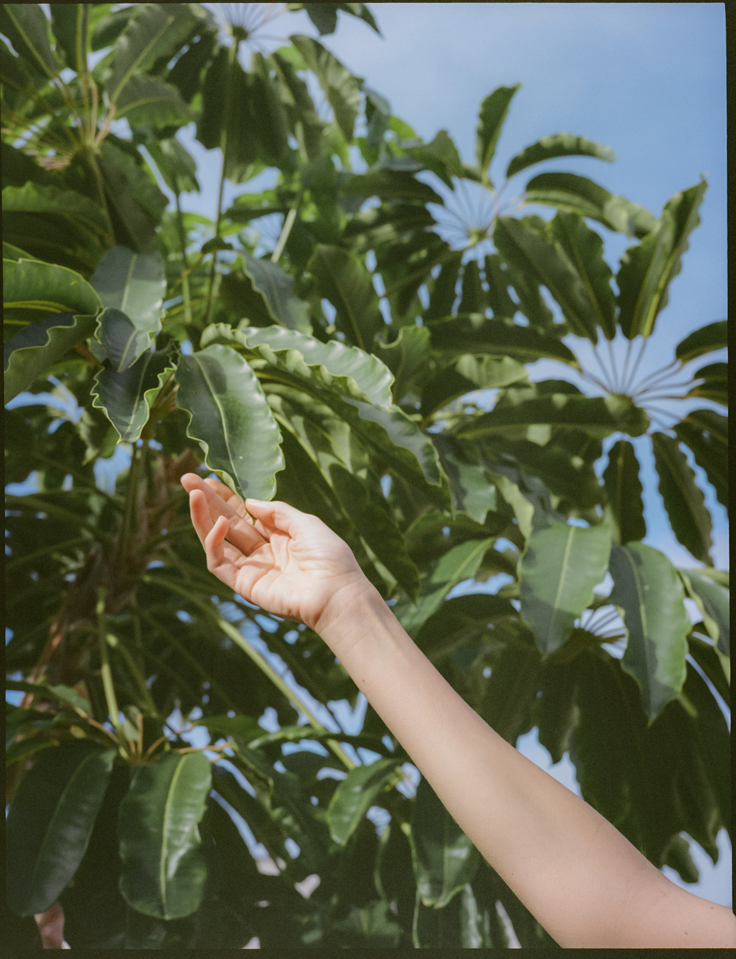 a hand reaching for a leaf