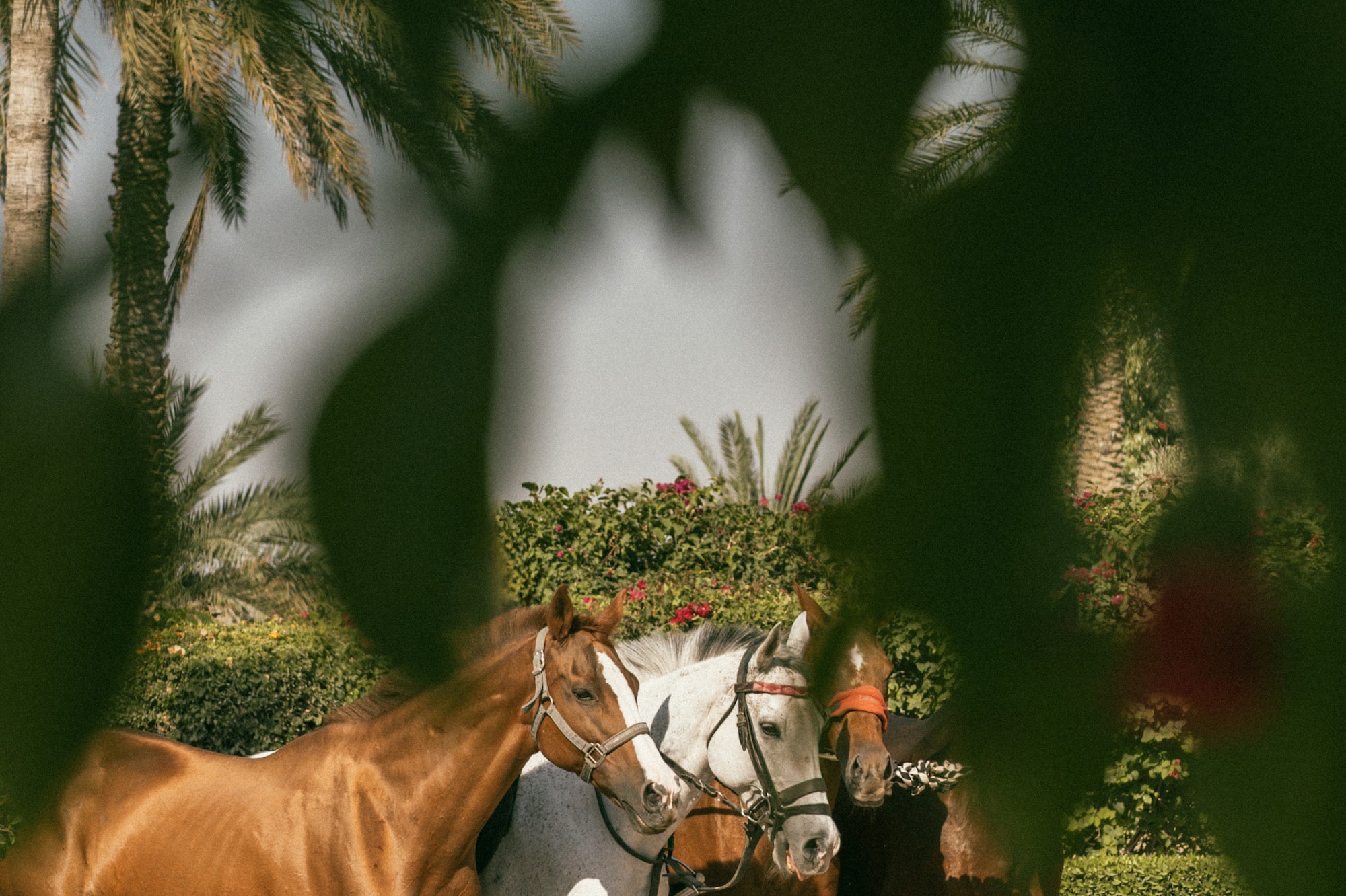 Three horses (brown, grey) on a tropical path with palm trees.