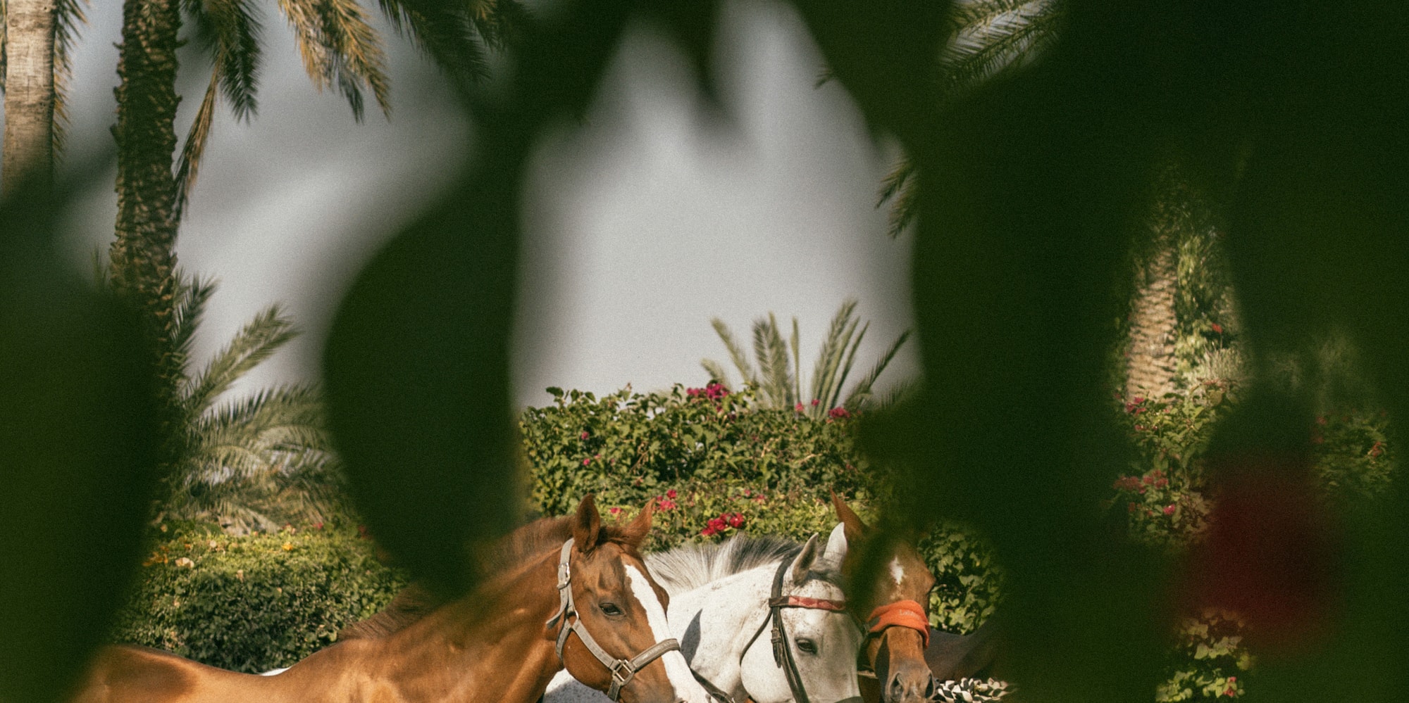 a group of horses standing in a row