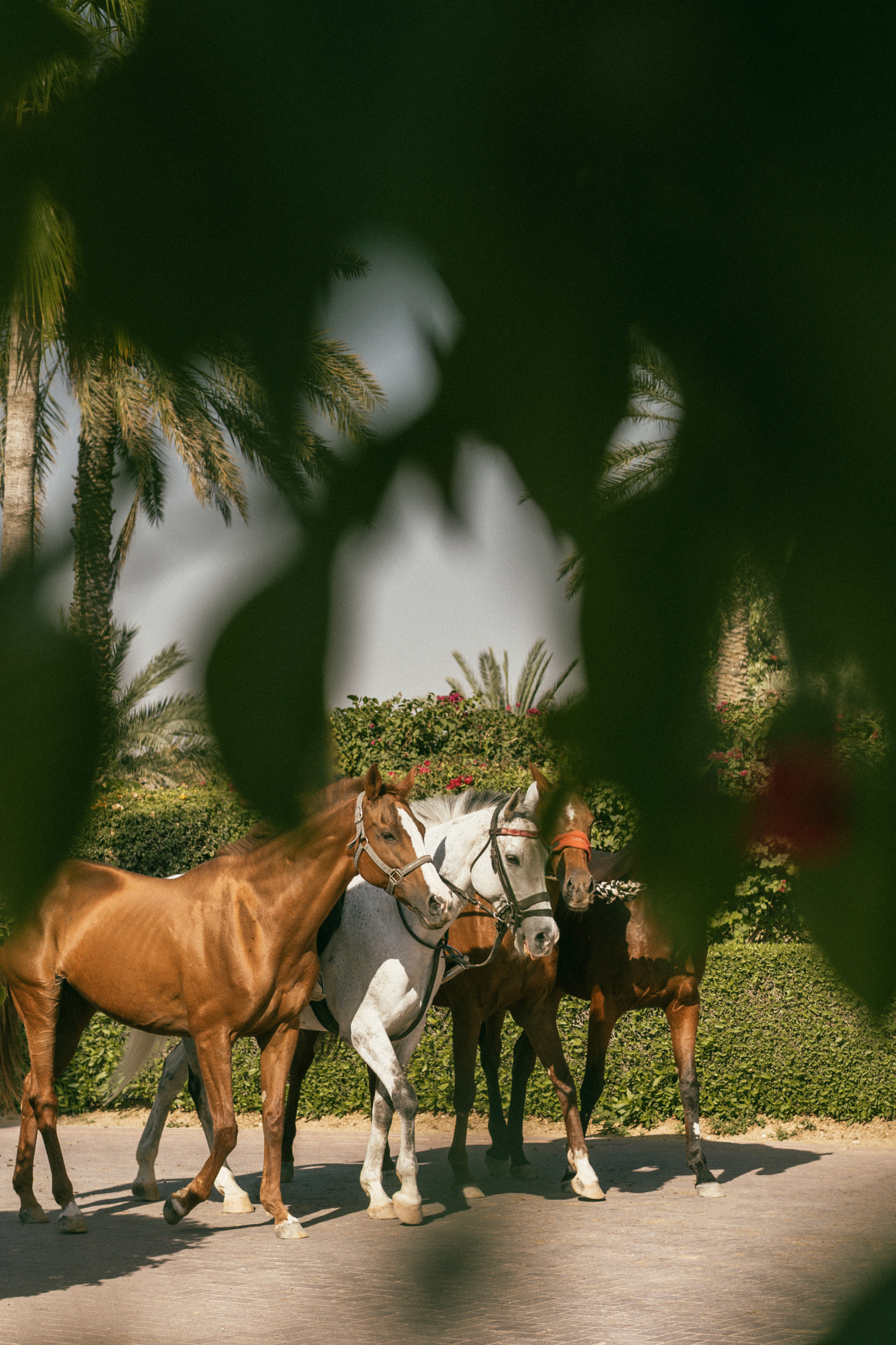 Three horses (brown, grey) on a tropical path with palm trees.