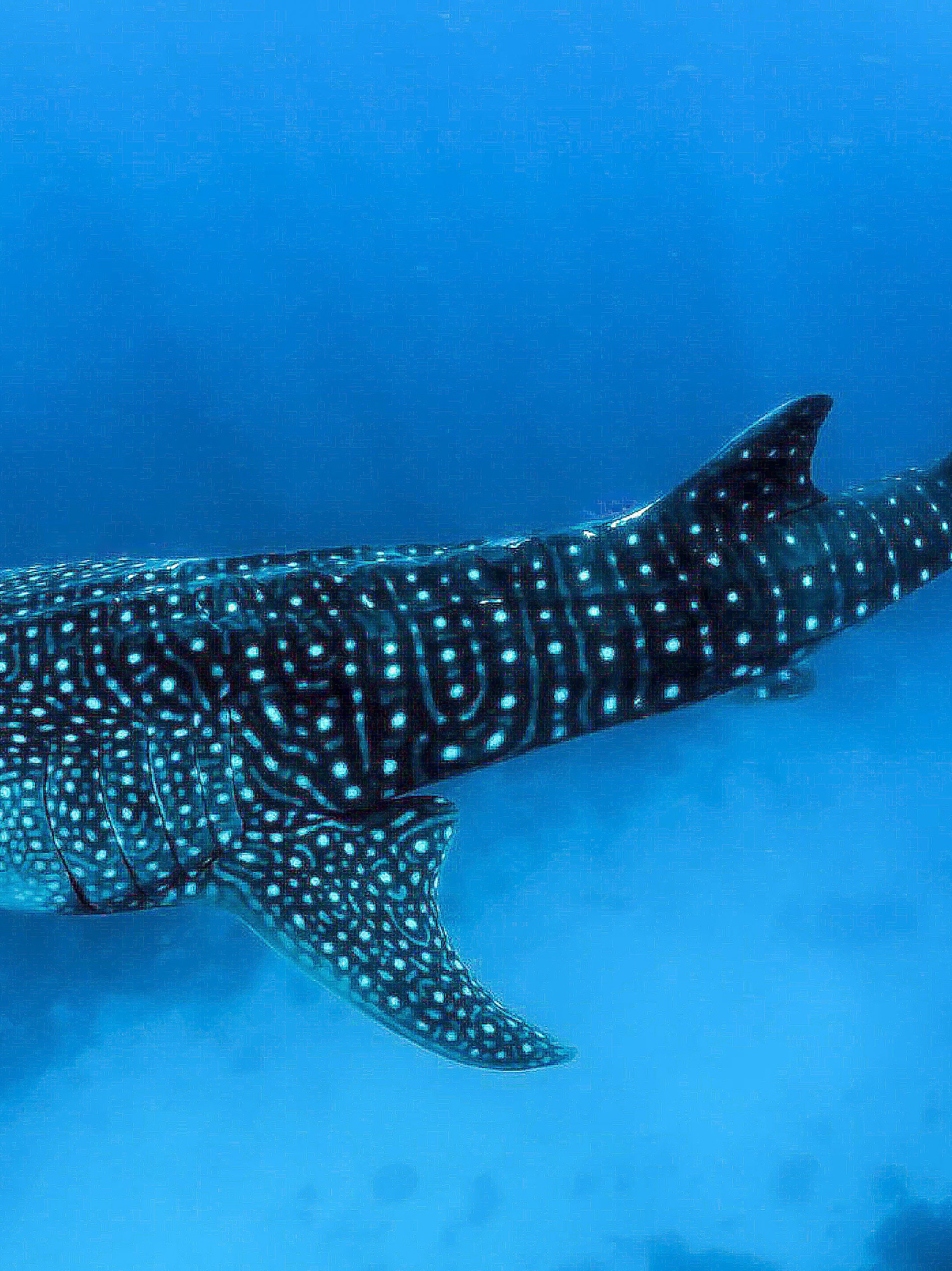 a whale shark swimming in the water