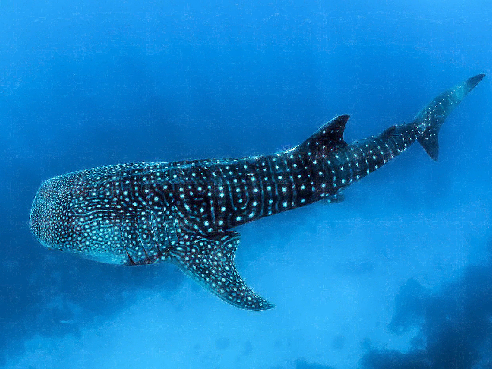 a whale shark swimming in the water