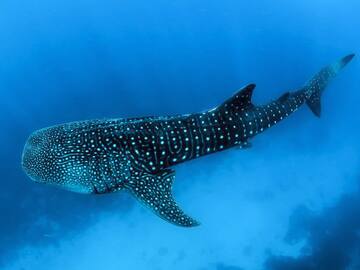 a whale shark swimming in the water
