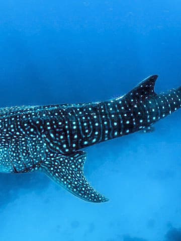 a whale shark swimming in the water