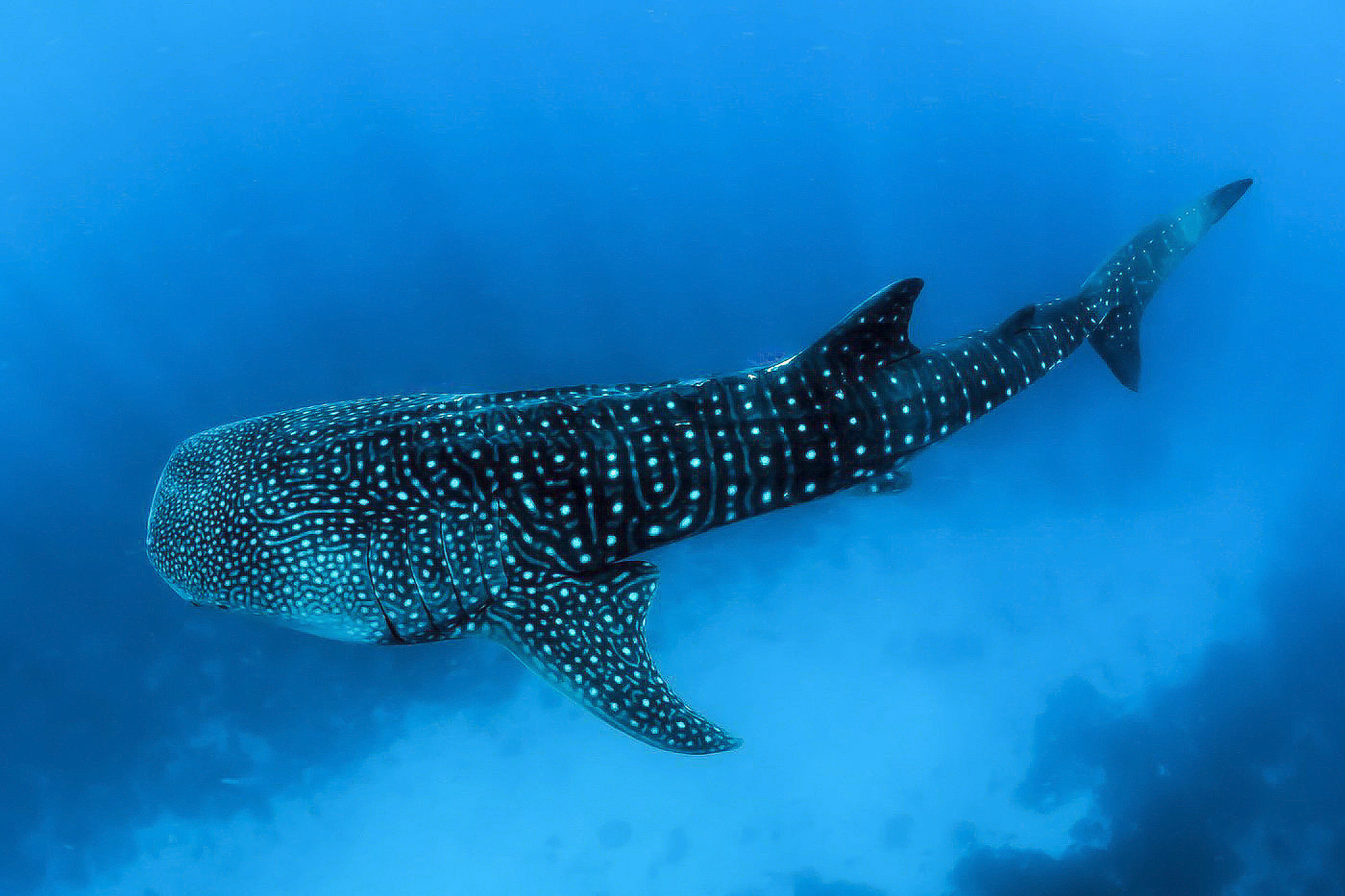 Large whale shark with white spots swimming in deep blue water.