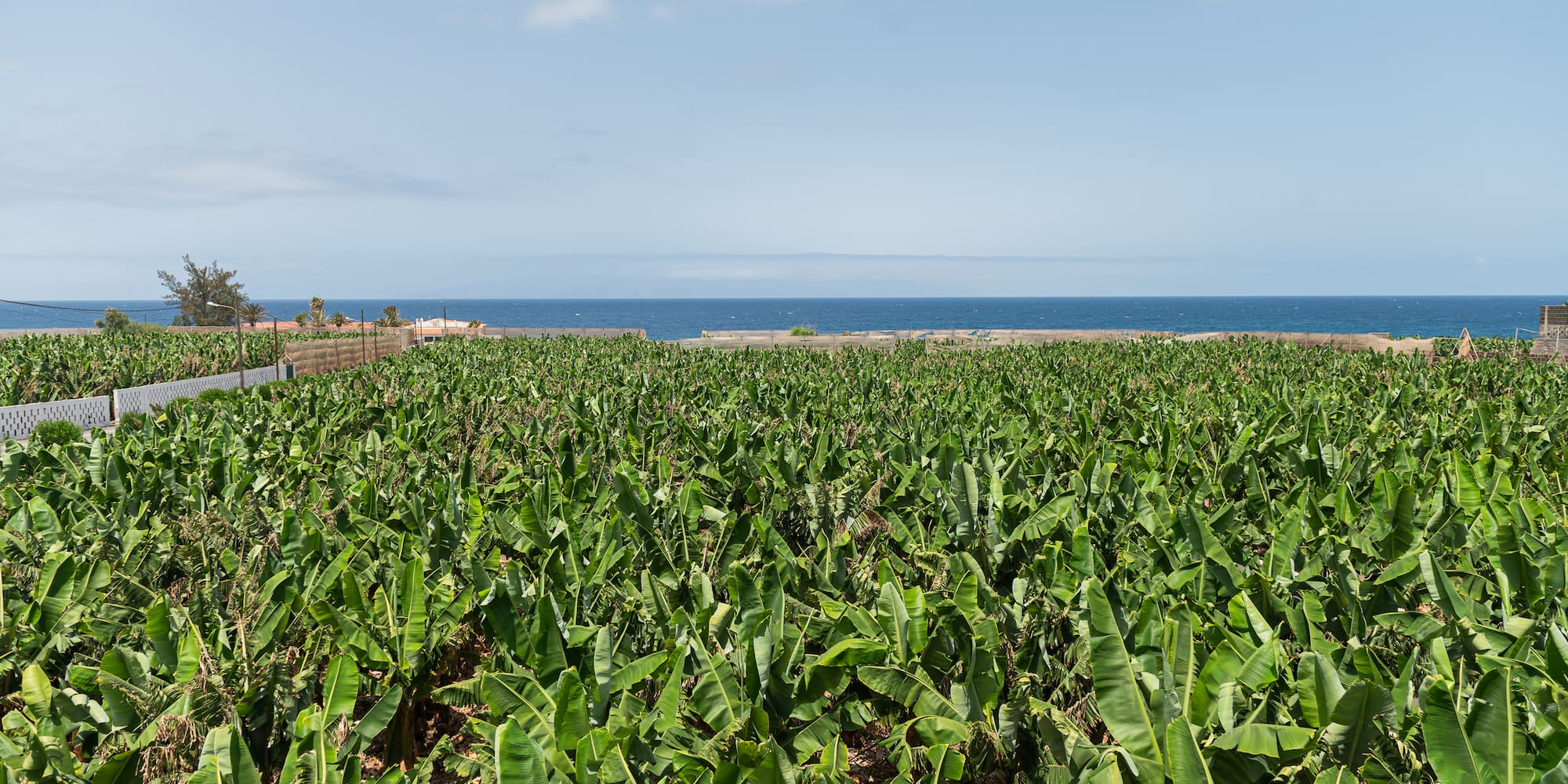 Tropical banana field next to the blue ocean under a bright sky.