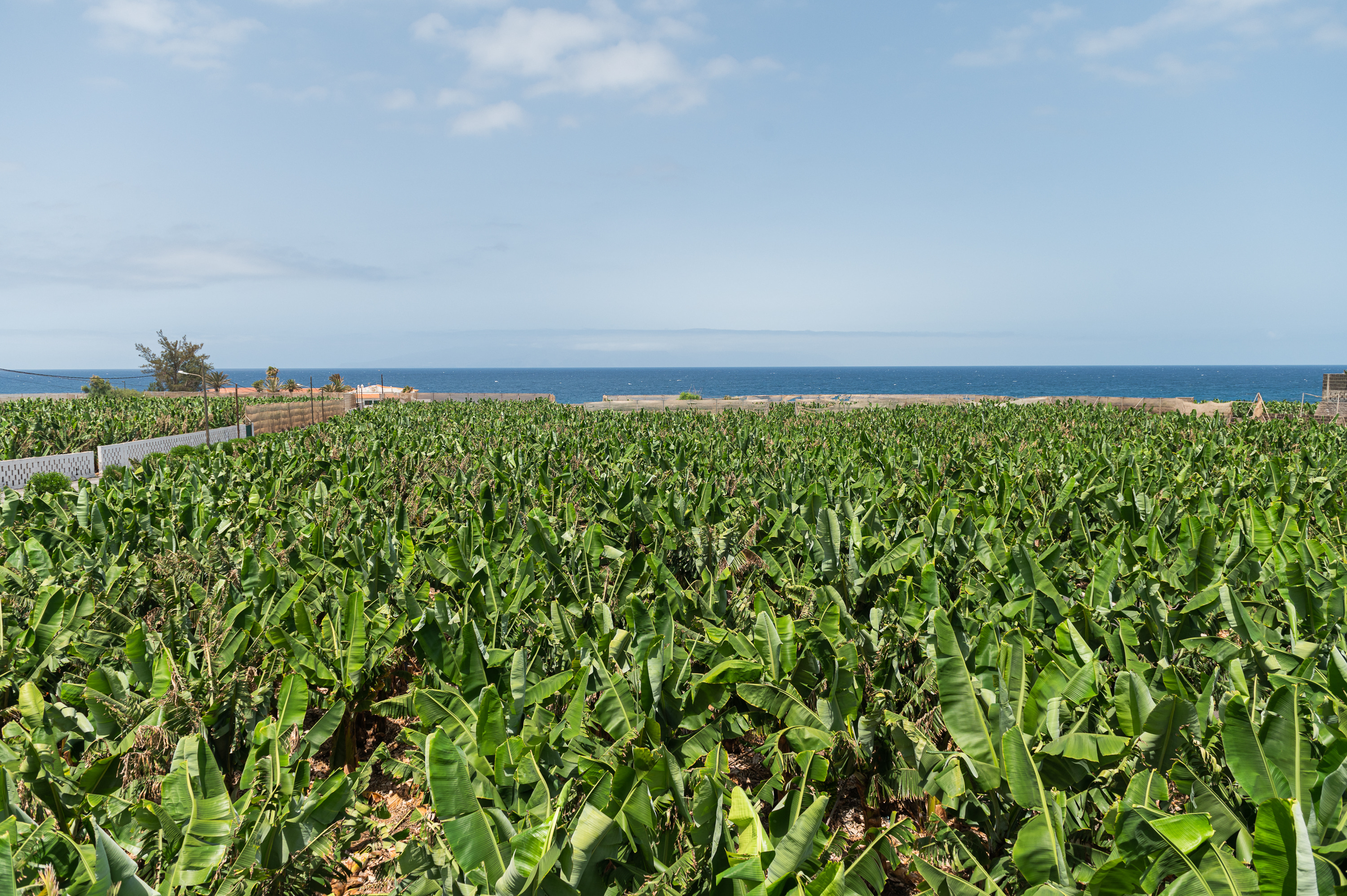 Tropical banana field next to the blue ocean under a bright sky.