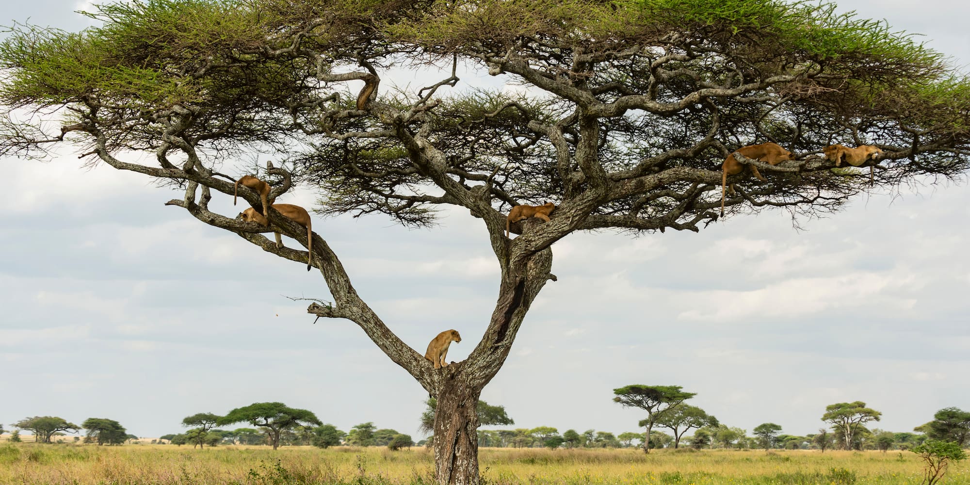 a group of lions in a tree