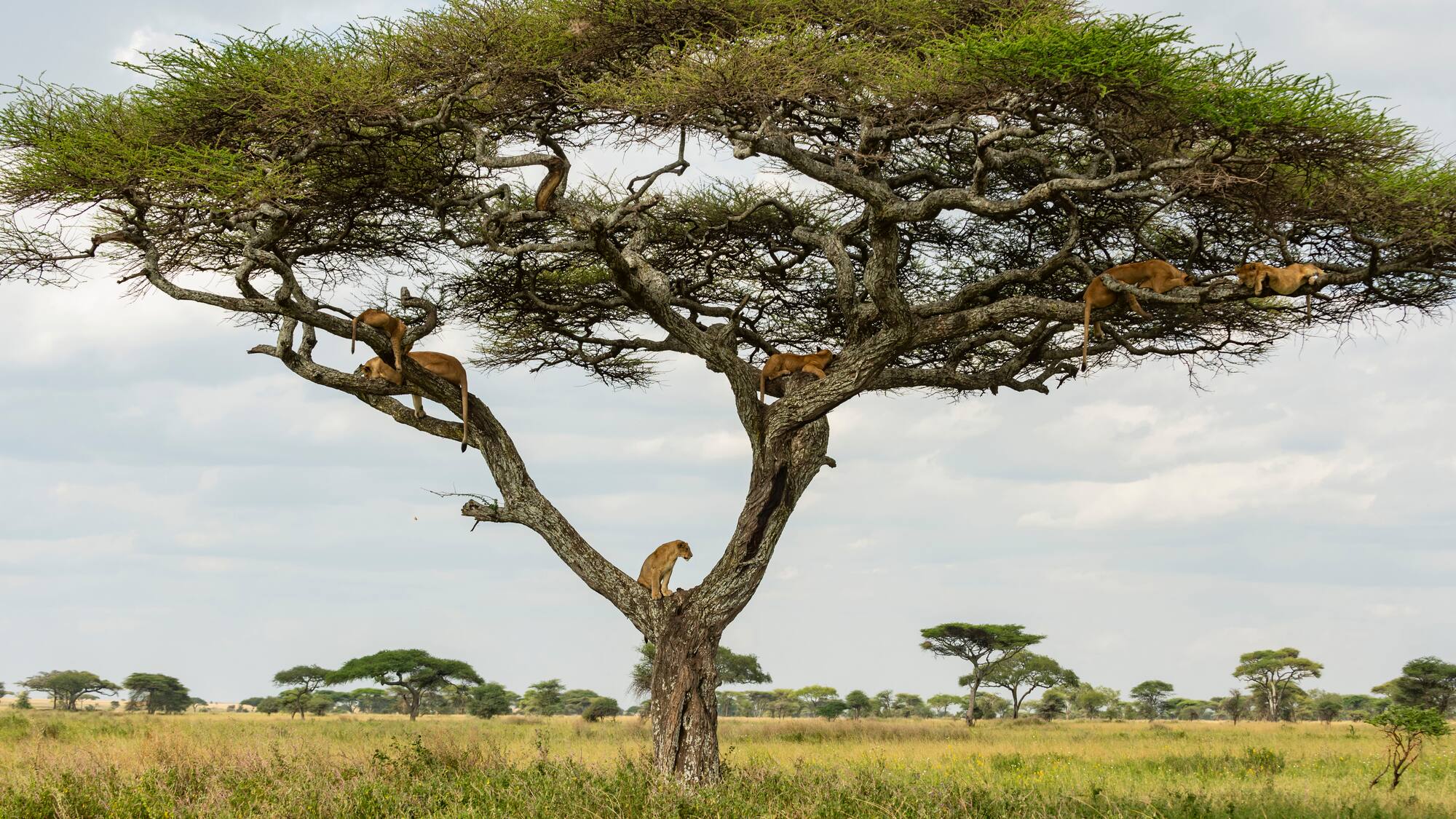 a group of lions in a tree