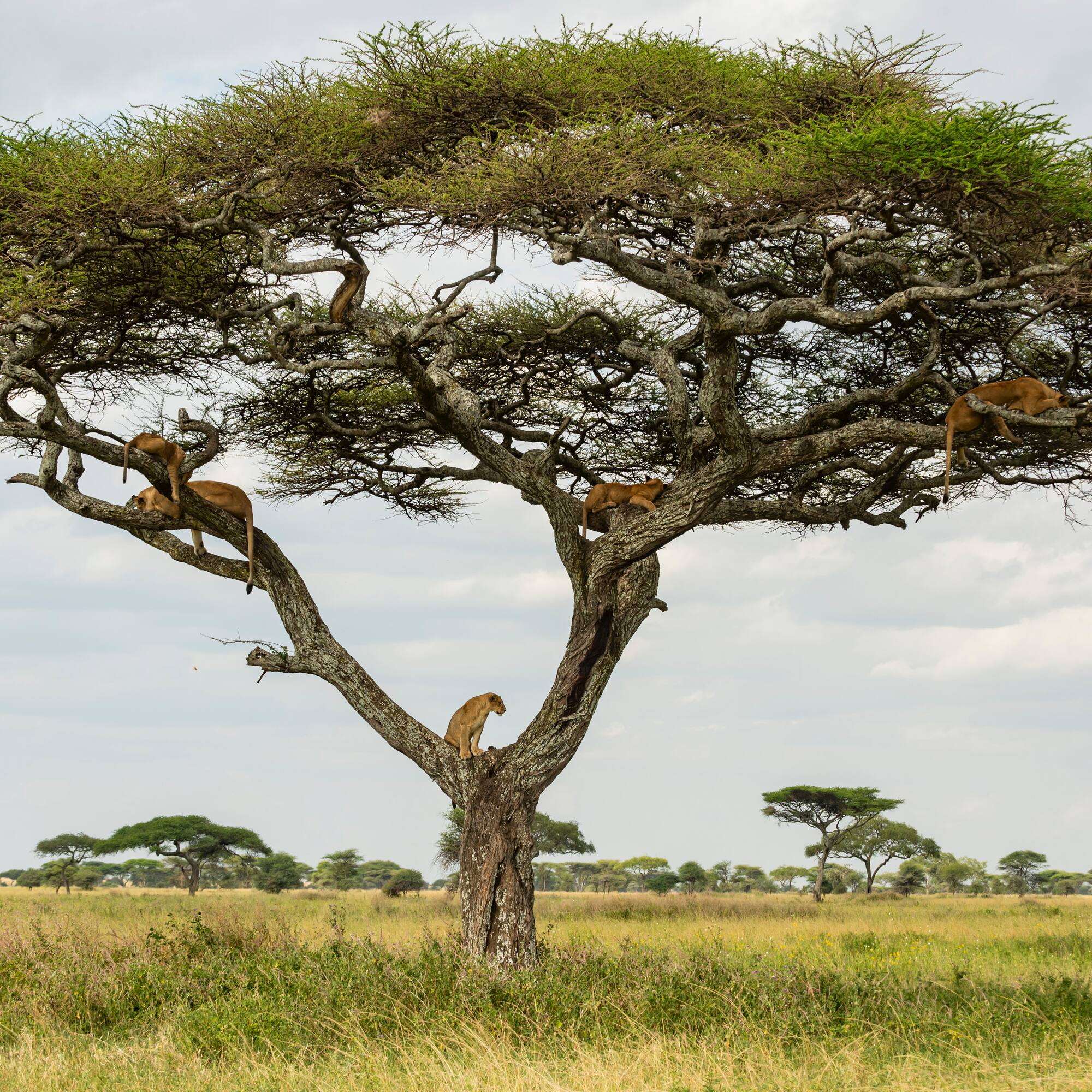 a group of lions in a tree