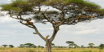 a group of lions in a tree