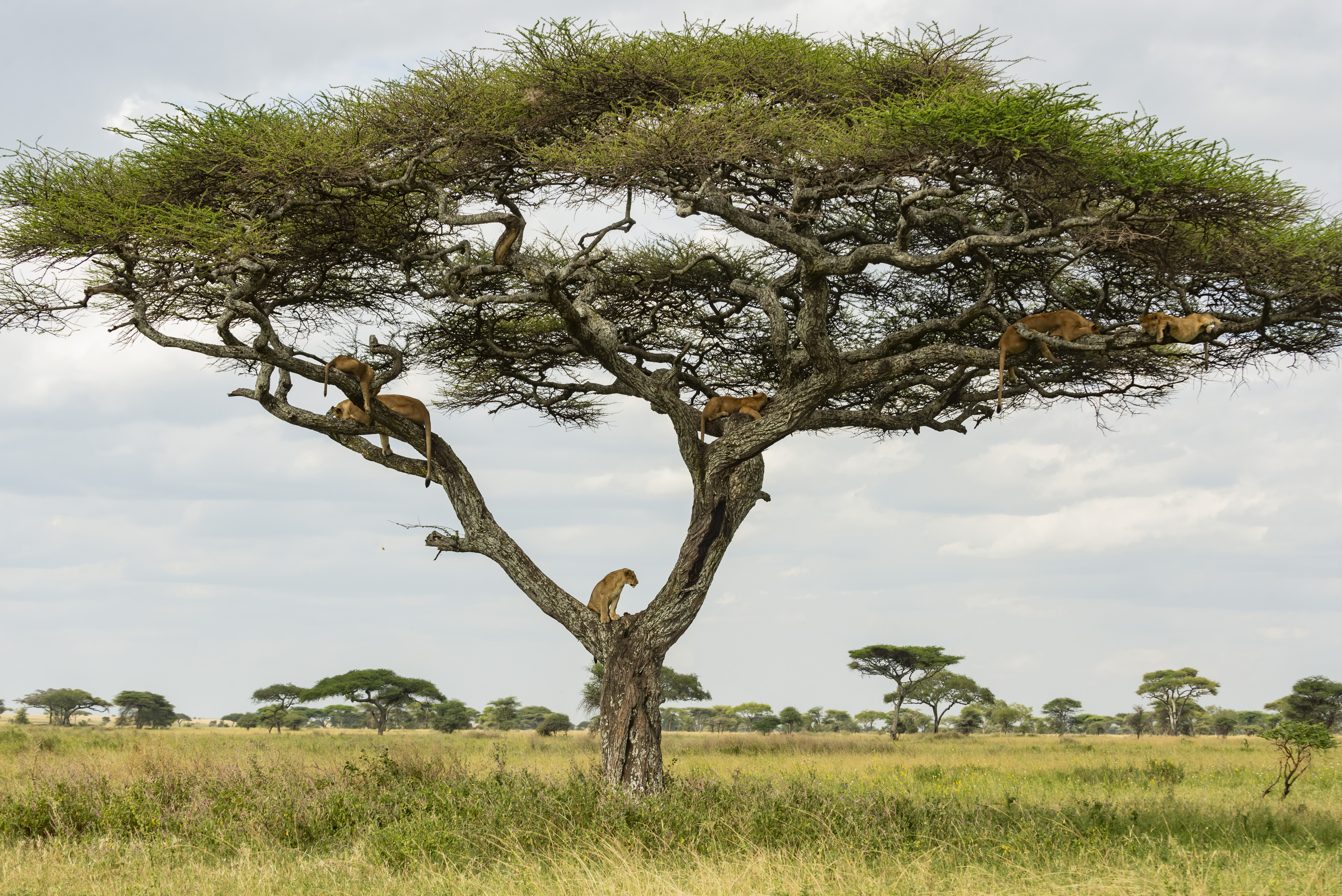 Pride of lions resting high in a large savanna tree.