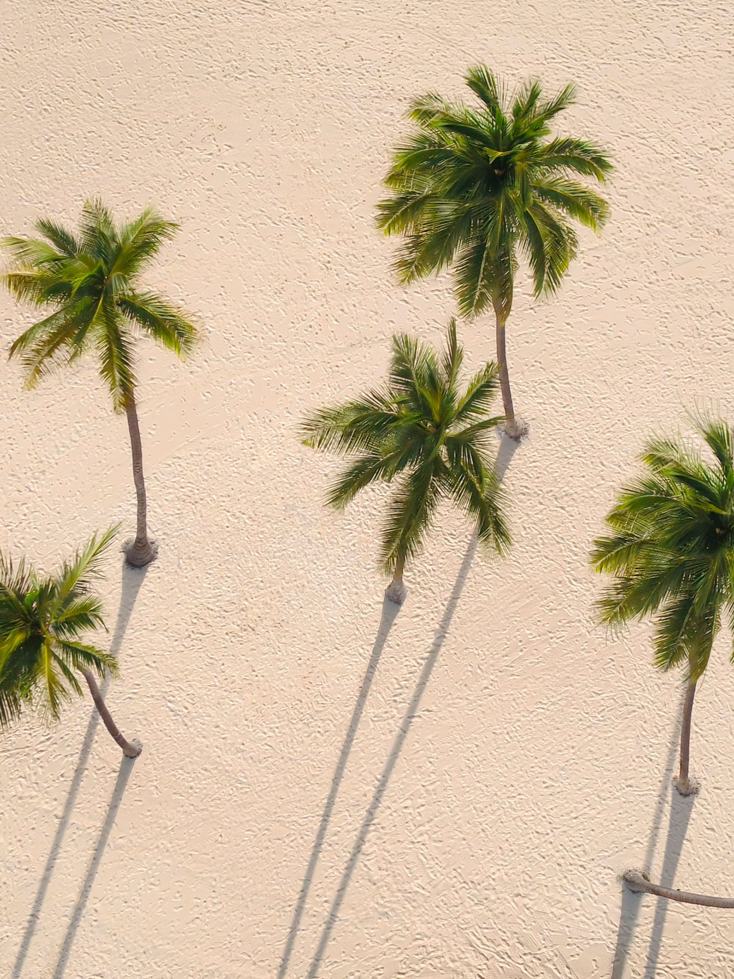 a group of palm trees on a beach