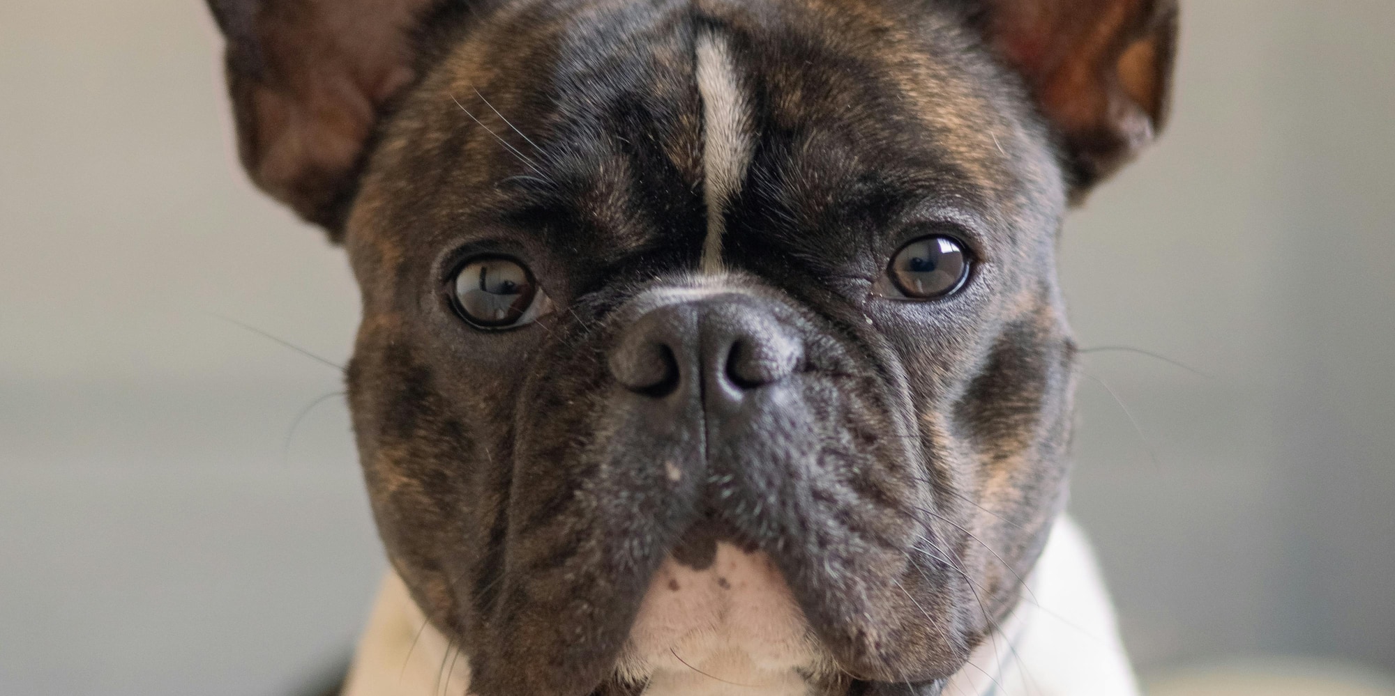 a dog looking at the camera