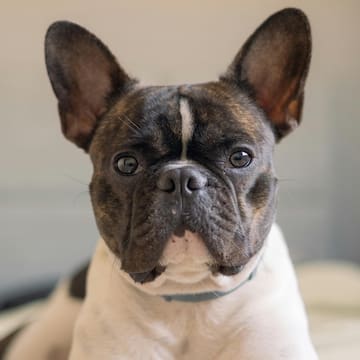 a dog looking at the camera