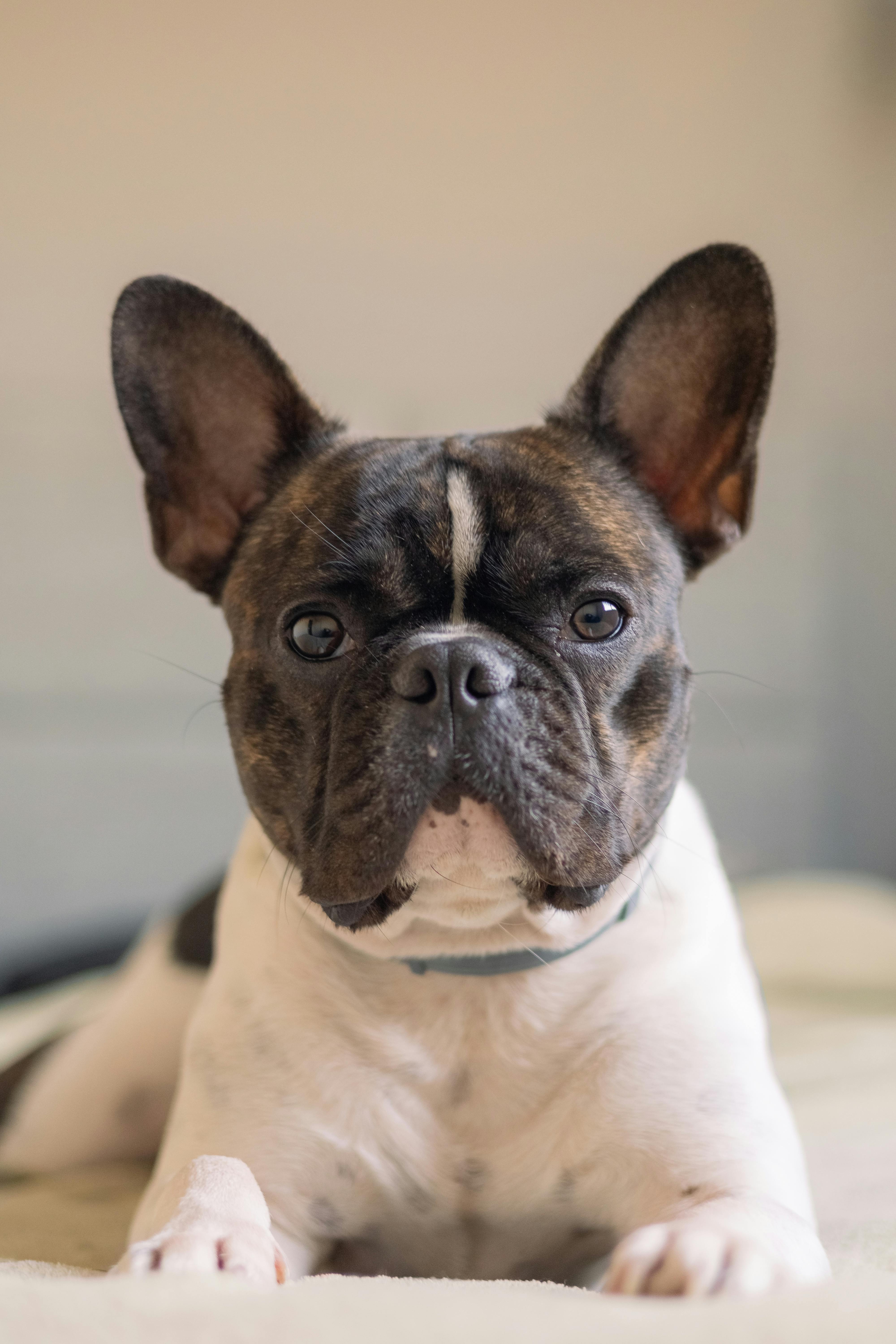 Brindle and white French Bulldog with alert eyes, lying down.