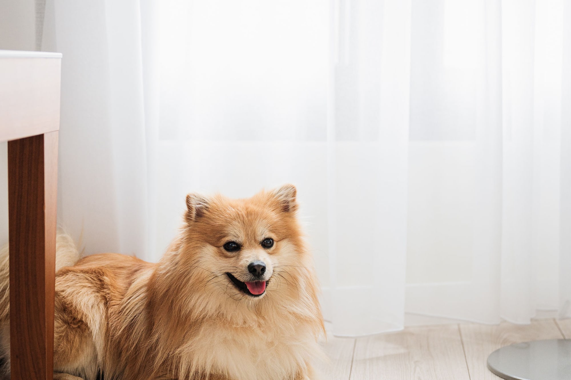 a dog lying on the floor next to a table and a bone