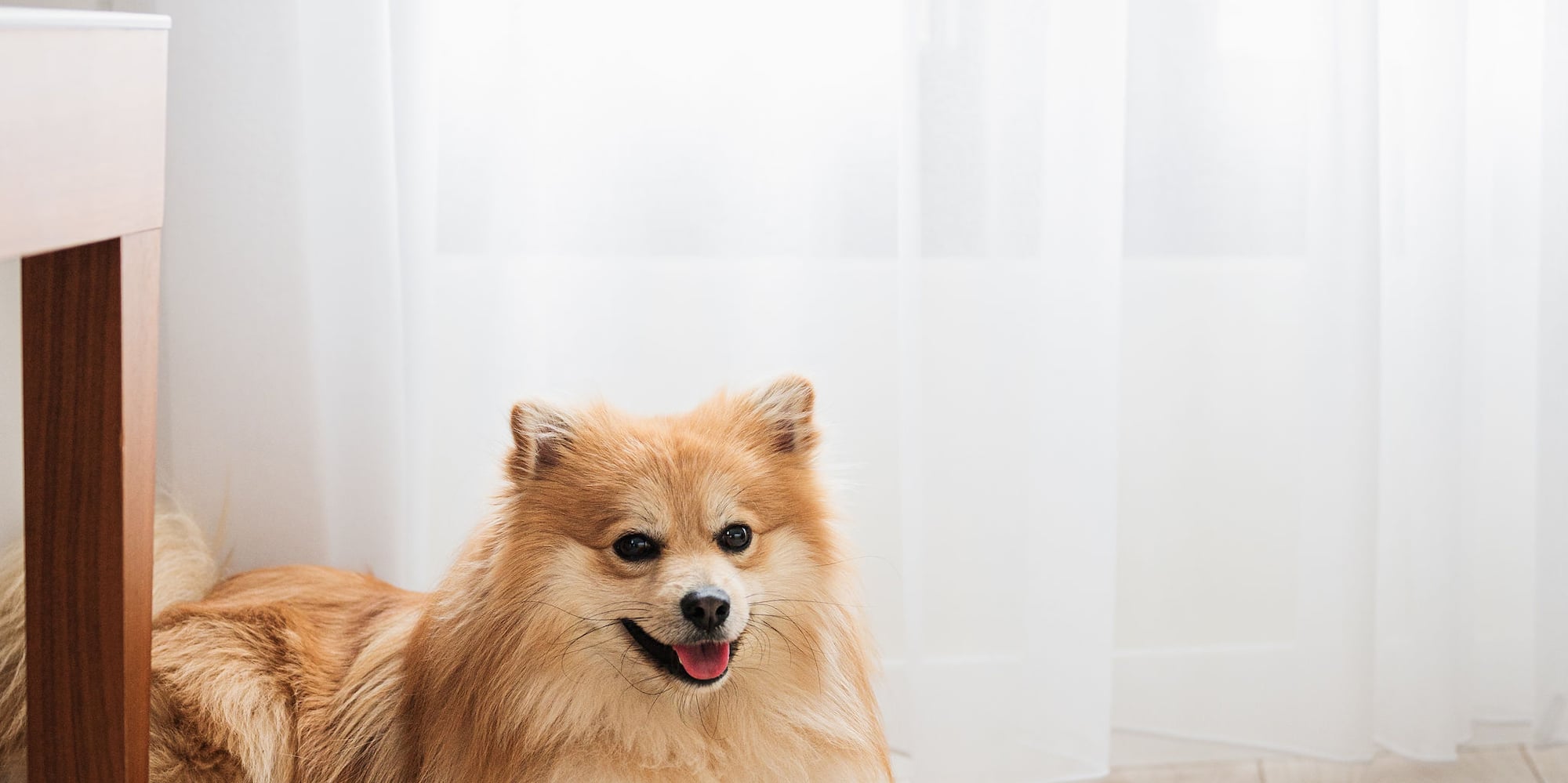 a dog lying on the floor next to a table and a bone