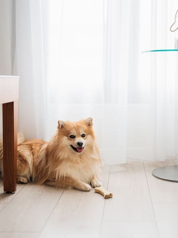 a dog lying on the floor next to a table and a bone